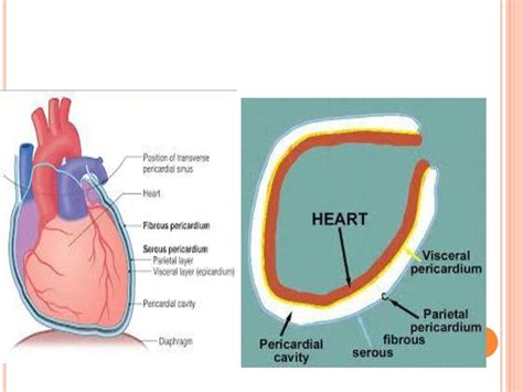 Pericardial Diseases Dr Ghazi F Ppt Download