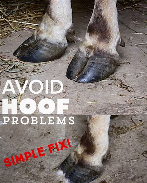 SIMPLE FIX To AVOID BIG PROBLEMS With YOUR COW S HOOFS Homesteady