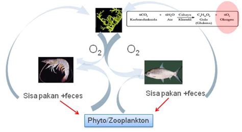 The Application Of Integrated Multi Trophic Aquaculture IMTA Using