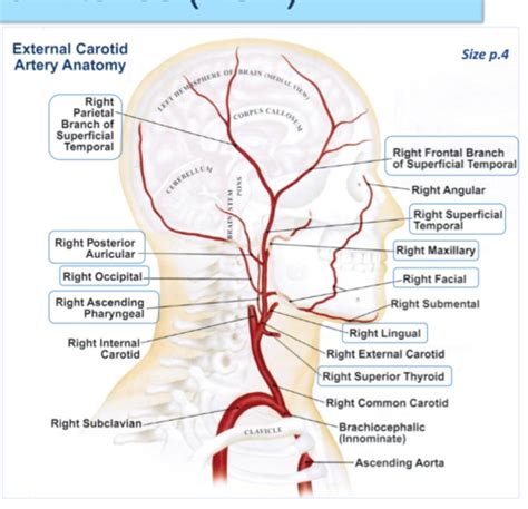 CEREBROVASCULAR ANATOMY COLLATERAL PATHWAYS Flashcards Quizlet