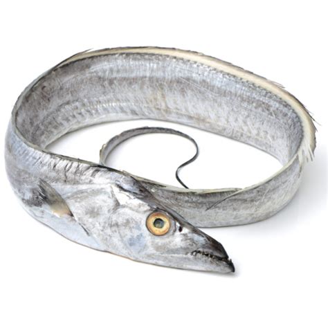 Freshly Frozen Whole Silver Ribbon Fish Unit Gr Kg Fish