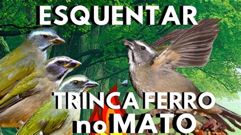 Esquente Seu Trinca Ferromelhor Esquentar Trinca Ferro Friotrinca