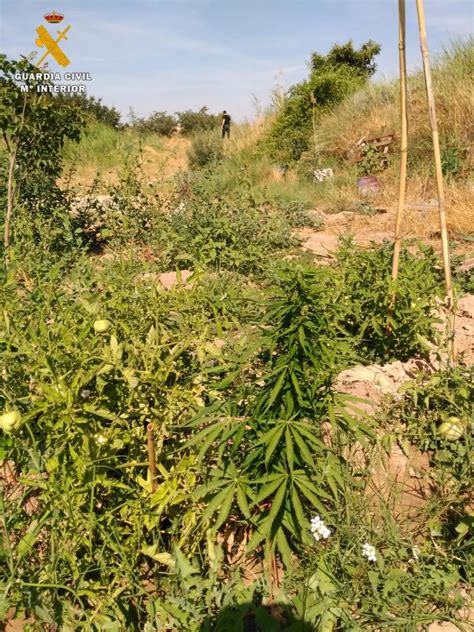 Tres Detenidos En Caspe Por Cultivar Plantas De Marihuana