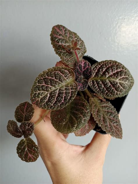 Episcia Kee Wee Furniture And Home Living Gardening Plants And Seeds On