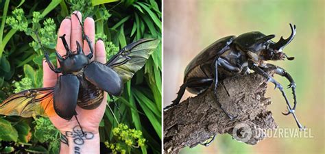 World's largest beetles - what they look like, photos