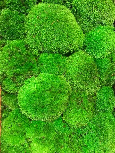 Preserved Bun Moss Wall Garden Etsy