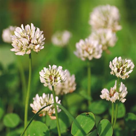 Trifolium Repens Witte Klaver 50 Gram 82035 50