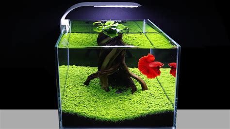 Aquascape Plant Seeds - Aquarium Plant Seeds Aquatic Double Leaf Carpet ...