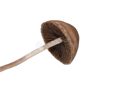 Panaeolus Fimicola Mushroom on White Stock Photo - Image of brown ...