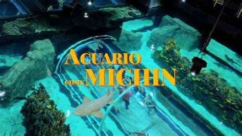 Acuario Michin Cdmx Vale La Pena Dji Osmo Pocket Dehancer Pro