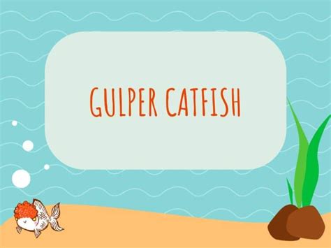 Gulper Catfish: A Guide to This Weird and Wonderful Fish