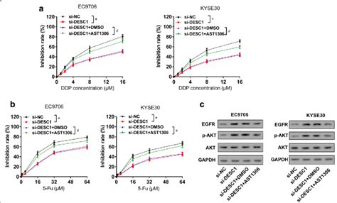 Desc1 Inhibited Chemotherapy Resistance Of Escc Cells Via Egfrakt