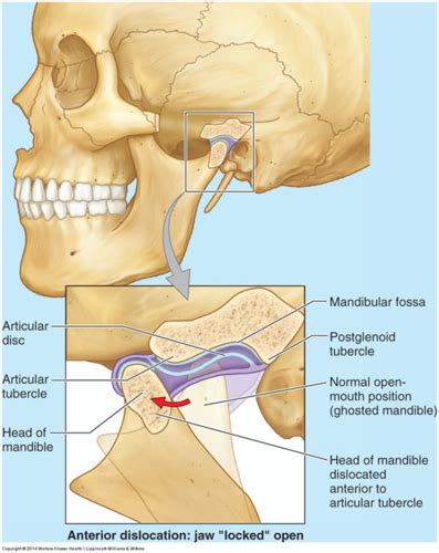 Chapter Tmj Head And Neck Anatomy Flashcards Quizlet