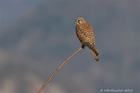 Faucon Cr Cerelle Falco Tinnunculus Common Kestrel Flickr