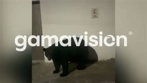 Reportan Avistamiento De Oso En Monterrey