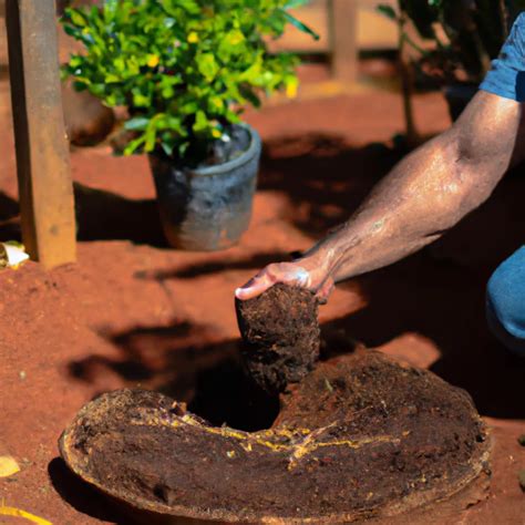 Descubra Os Segredos Para Plantar Taquara Sucesso