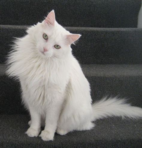 Best 25+ Turkish angora cat ideas on Pinterest | Beautiful Cats, Maine Coon and White Cats