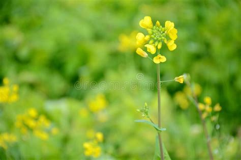 El Amarillo Maduro Verde Planta De Cultivo En La Granja Foto De Archivo