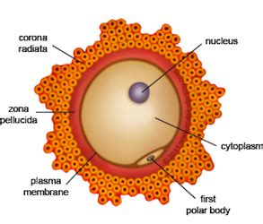 Egg Cell Diagram Labeled Ks