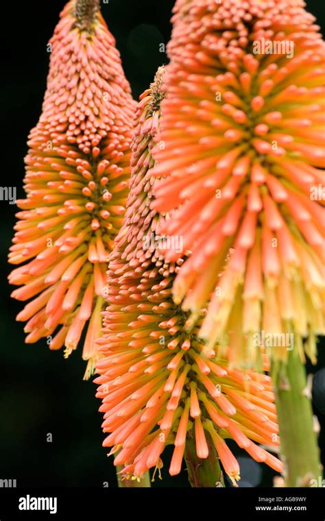 KNIPHOFIA UVARIA NOBILIS Stock Photo - Alamy