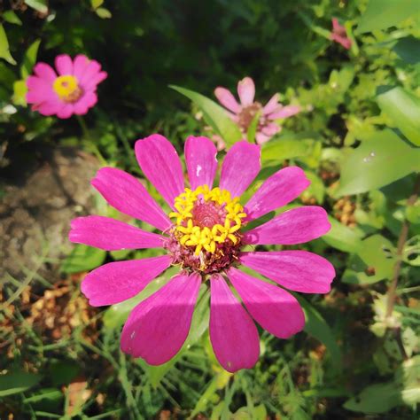 beautiful zinnia flower growing in the garden,Zinnia is a genus of ...