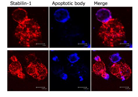 Stabilin Is Recruited To The Sites Of Apoptotic Cell Recognition And