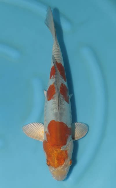 Metallic Ochiba - koi #u1015n008 - Kodama Koi Farm