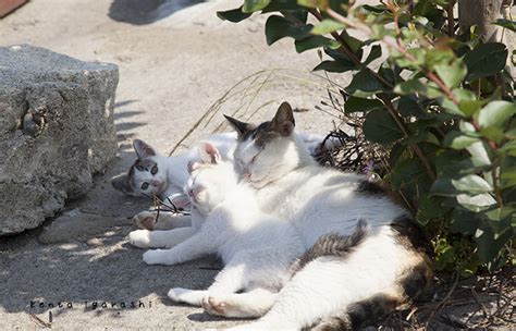 【ねこ拝見】『タモリ倶楽部』も出演！飛び猫写真の五十嵐健太さんと猫トーク Sirabee