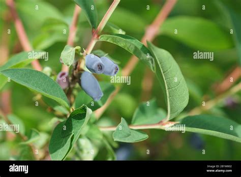 Ripe Blue Berries Of Edible Honeysuckle Lat Lonicera Caerulea