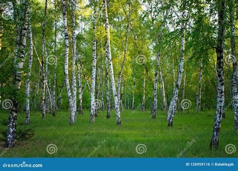 Bosque Do Vidoeiro Na Mola Folha Verde Foto De Stock Imagem De