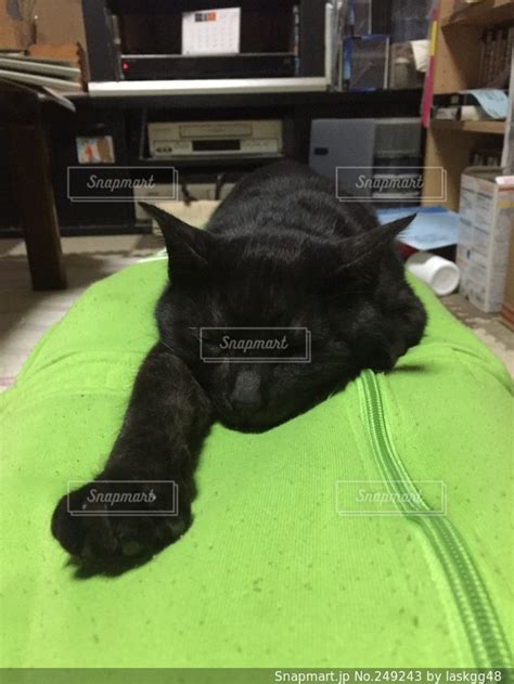 猫の写真・画像素材 249243 Snapmart（スナップマート）