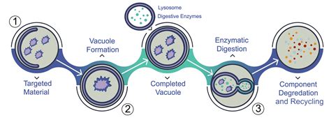 Lemon Water's Secret Impact On Autophagy