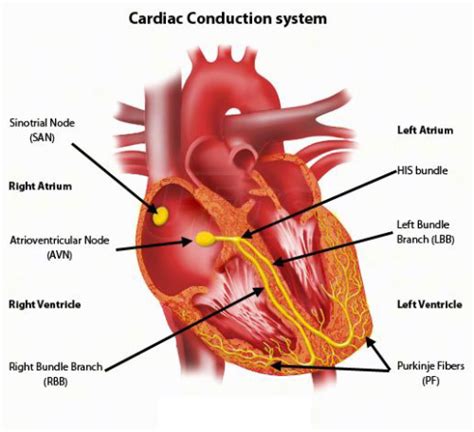 Heart Electrical Conduction Diagram Label Diagram Of The Ele