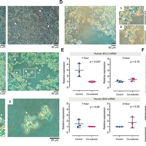 A Live Imaging Of Cmfda Labeled Human Neuroblastoma Sh Sy Y Cells