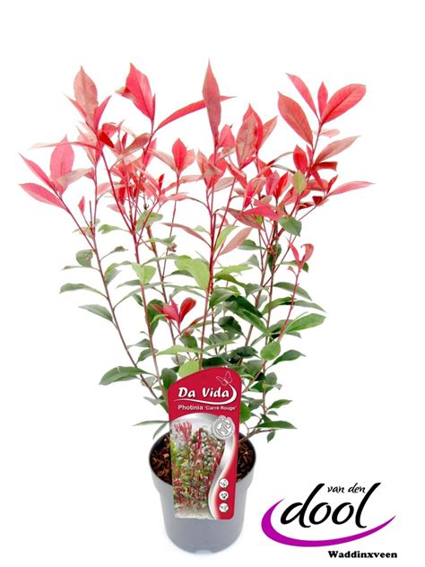 Photinia x fraseri CARRÉ ROUGE Plant Wholesale FlorAccess