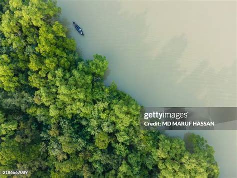 266 Sundarban Delta Stock Photos High Res Pictures And Images Getty