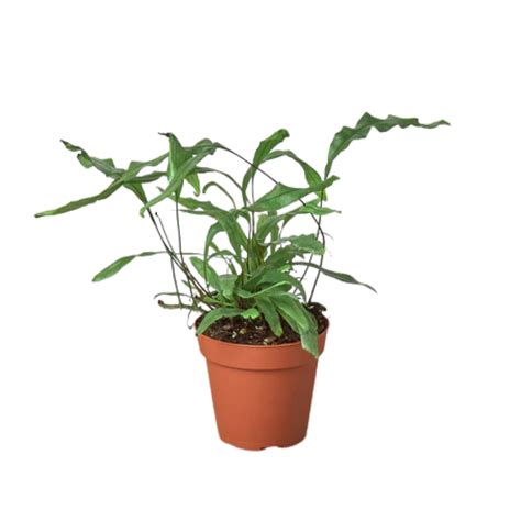 Lady In Red Fern Plant Addicts