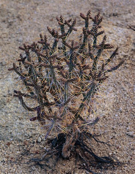 Pencil Cholla Cactus Photograph By Paul Breitkreuz Fine Art America