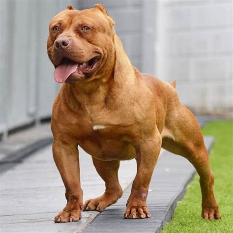 Kaboom Bodybuilder Pitbull Dog The 100 Best Vegan