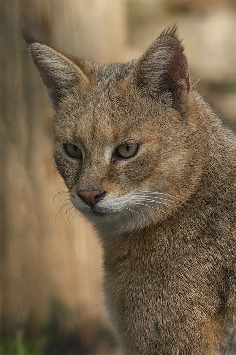 Gato De La Jungla Wiki Gatopedia Fandom