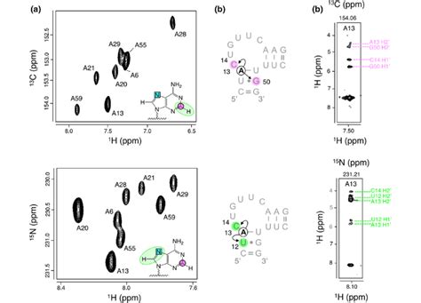 Hsqc And Noesy Hsqc Experiments In 8 Labeled Rna A 2d 1 H 13 C And 1