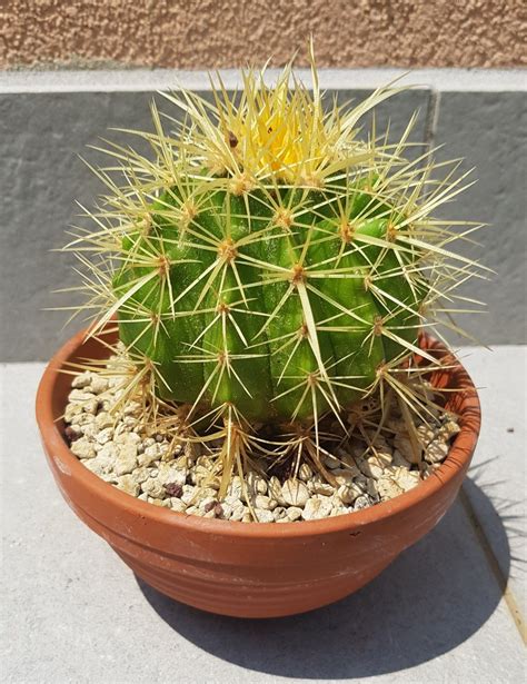 How To Grow Golden Barrel Cactus Indoors Artofit