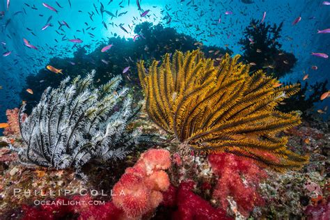 The Insanely Beautiful Coral Reefs Of Fiji Natural History