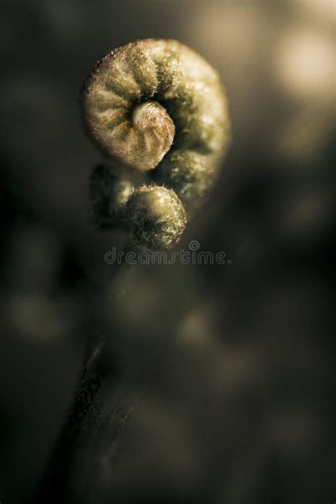 New Forest Fern Stock Image Image Of Forest Spiraling 269675267