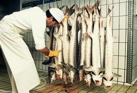 Fish Preparation By Science Photo Library