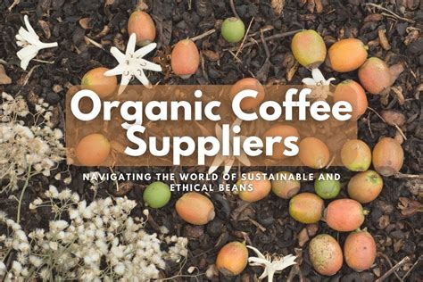 Organic Coffee Suppliers Navigating The World Of Sustainable And