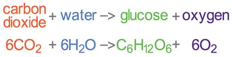 Equation For Photosynthesis