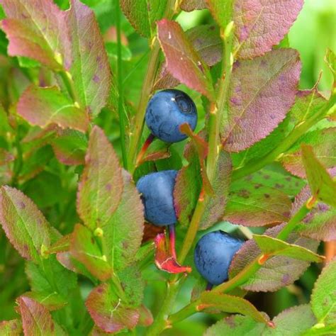 Vild Bl B R Vaccinium Myrtillus Leveres I Cm Potte