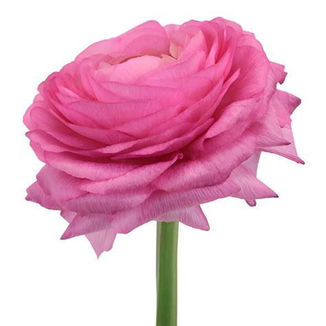 Buy Wholesale Hot Pink Italian Cloony Ranunculus In Bulk Fiftyflo