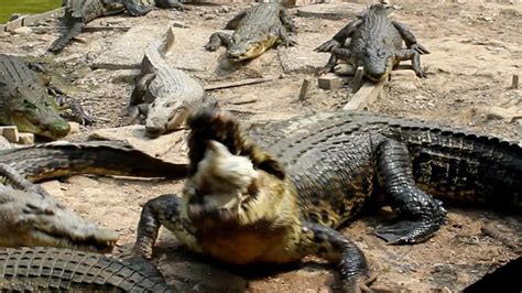 Pagi Pagi Menyambangi Markas Buaya Di Teritip Regional